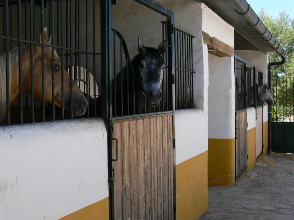 Spanien, Immobilie, Verkauf, Finca, ländliches Anwesen, Reitanlage, Reitplatz Naturliebhaber,  Pferdeliebhaber, Alleinlage, Puerto Serrano, Andalusien, Pferdeboxen, Pool, Oliven, 700000 m², 70ha, Pferdekoppeln, Ferien, Gästeappartments, Luxus Anwesen, Cadiz, Cortijo, Patio, nahe Sevilla, nahe Jerez, Reitanwesen, Hotel Rural, Kaskade, Spain,